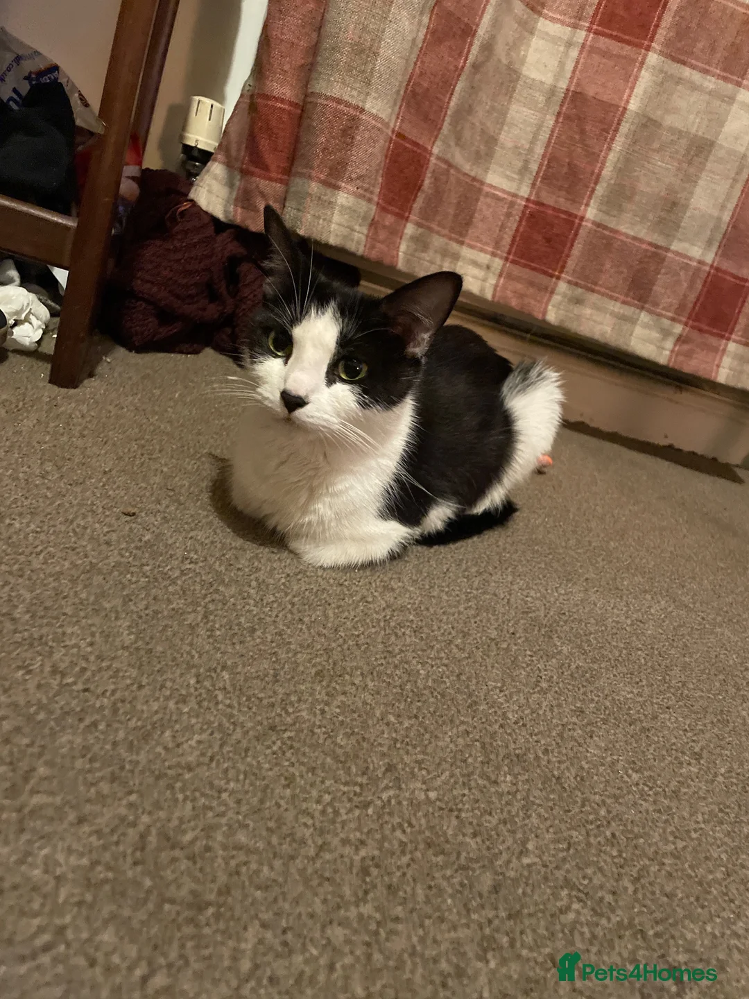 Mixed Breed cats for sale: Black and white kittens  - Advert 1