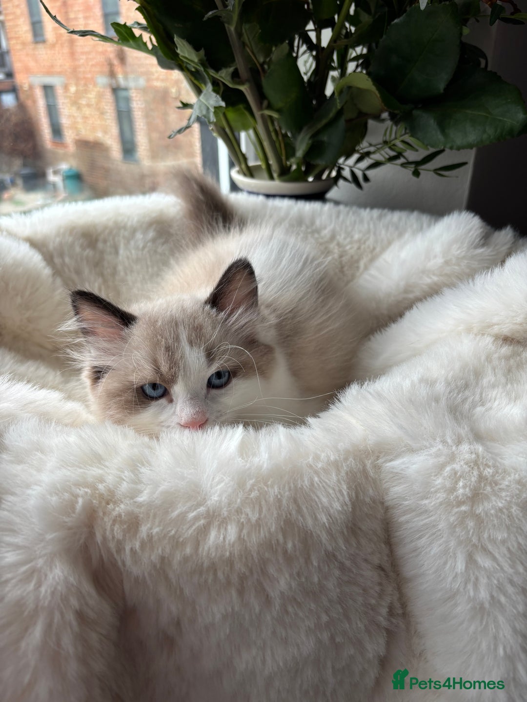 Ragdoll cats for sale: Beautiful two GCCF kittens. Blue Bicolour Ragdolls - Advert 35