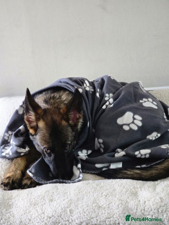 German Shepherd dogs - Advert 3