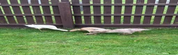 Ducks poultry for sale: 3 x female runner ducks and coop- good home Only in Bridgwater - Advert 1