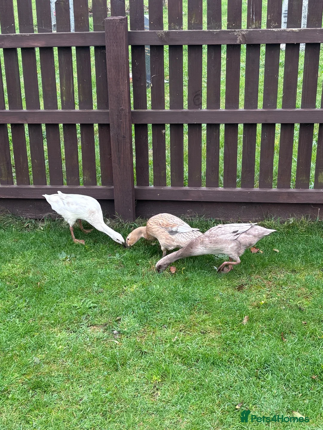 Ducks poultry for sale: 3 x female runner ducks and coop- good home Only in Bridgwater - Advert 1