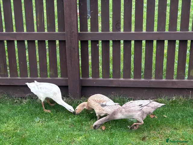 Ducks poultry for sale: Free to GOOD HOME: 3 x female runner ducks & coop - Advert 1