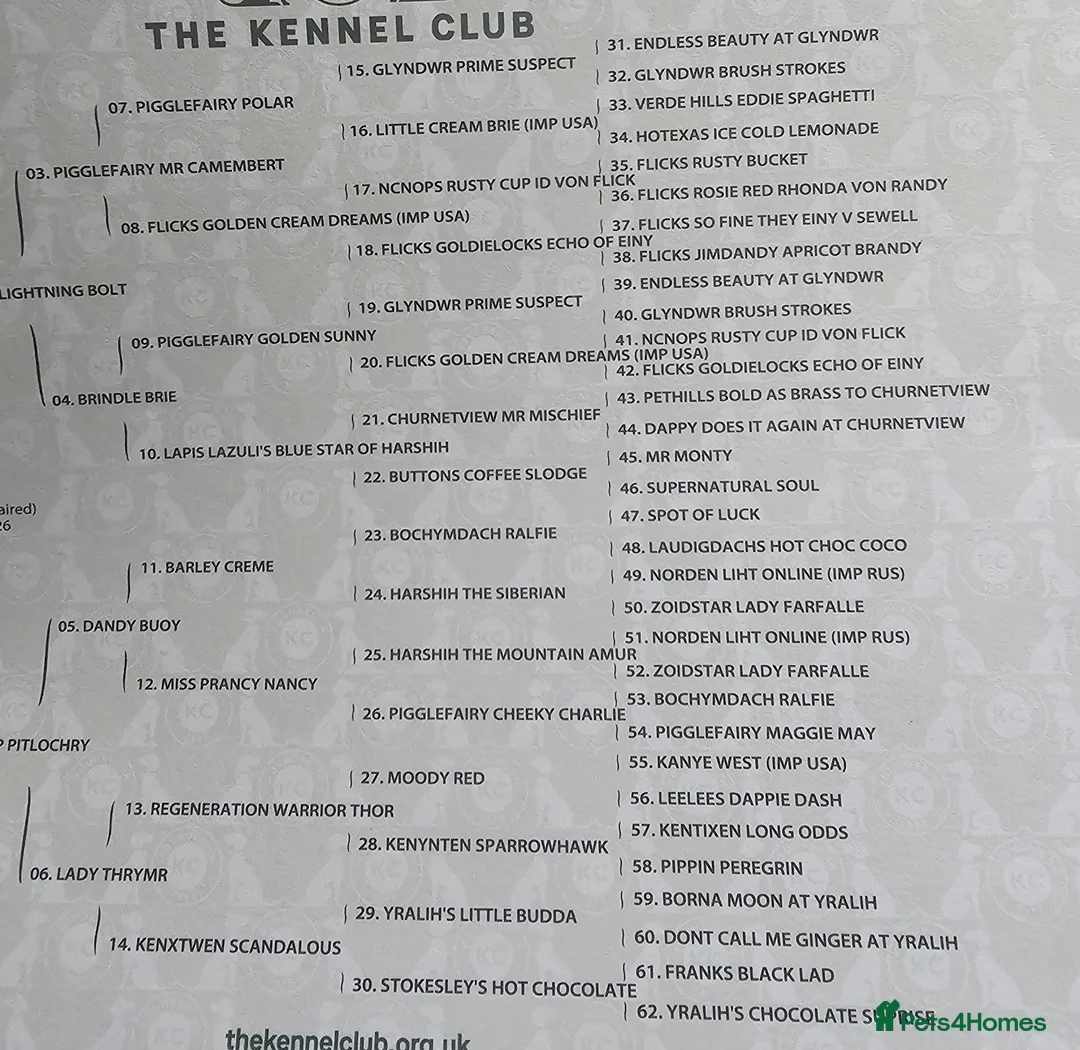 Miniature Dachshund dogs for sale: •KCREG •PRA CLEAR 🍦 🐾 ❤️  - Advert 2