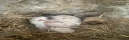 Mini Lop rabbits for sale: 3 week old mini lops  in Shepton Mallet - Advert 1