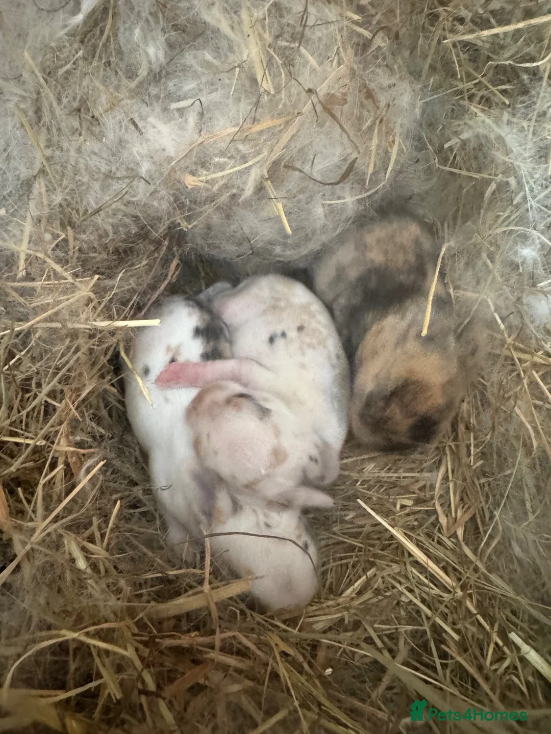 Mini Lop rabbits for sale: 3 week old mini lops  in Shepton Mallet - Advert 1