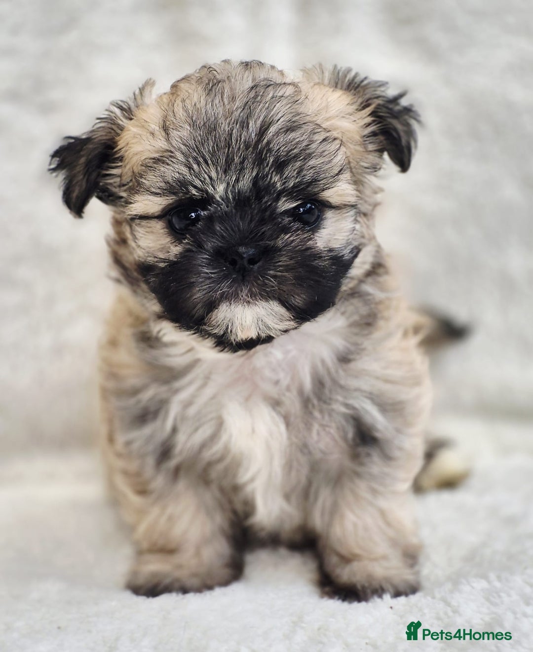 Shih Tzu dogs for sale: Gorgeous Small Imperial Shih tzu puppies READY - Image 4