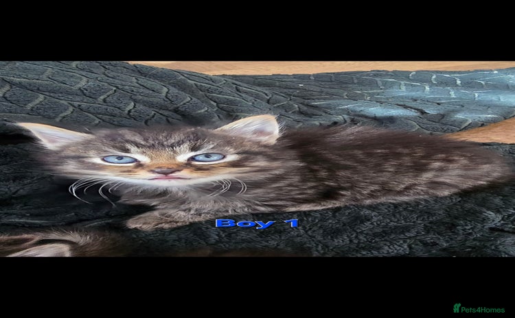 Mixed Breed cats - Advert 15