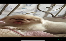 Pekingese dogs for sale: Top Quality Pekingese puppies  in Rugby - Image 8