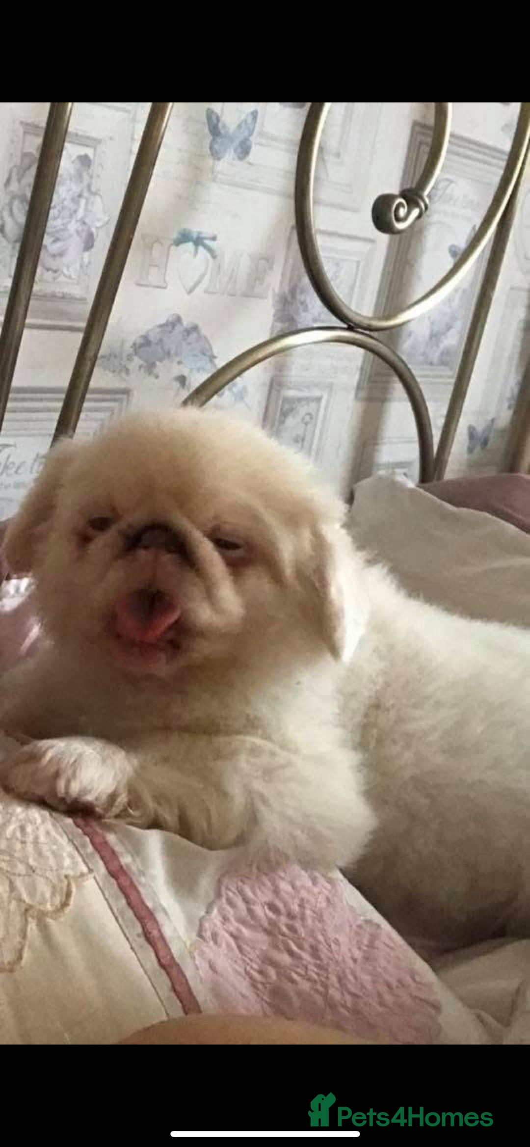 Pekingese dogs for sale: Top Quality Pekingese puppies  in Rugby - Image 8