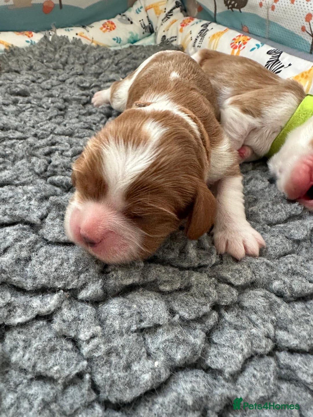 Cavalier King Charles Spaniel dogs for sale: Fully Health Tested Male CKCS Puppies - Image 28