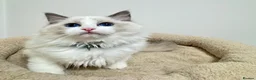 Ragdoll cats for sale: TICA Reg Ragdoll Kittens from Show-Winning Lines - Advert 14