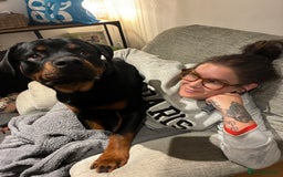 Rottweiler dogs for sale: Meet Darren Our Beautiful Male Rottweiler Puppy - Image 4