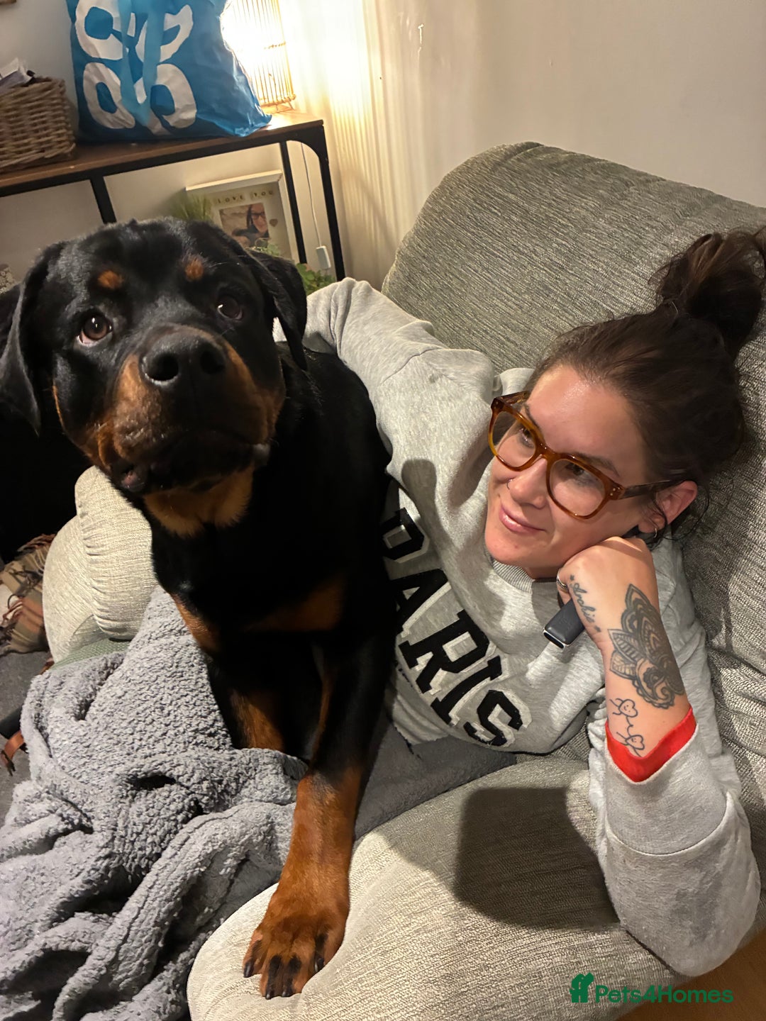 Rottweiler dogs for sale: Meet Darren Our Beautiful Male Rottweiler Puppy - Image 4