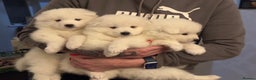 Samoyed dogs for sale: Adorable 6 Samoyed Puppies Waiting Forever Homes - Advert 5