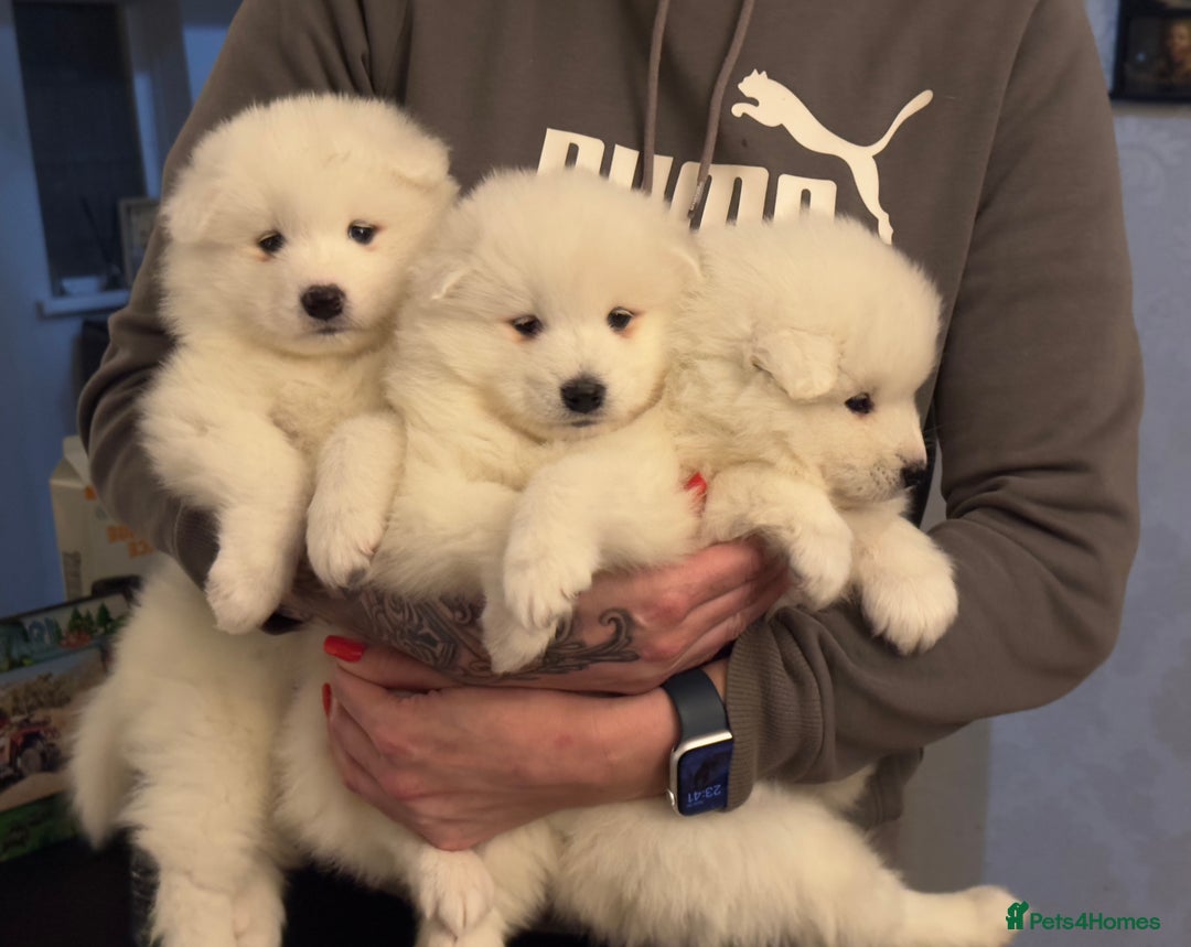 Samoyed dogs for sale: Adorable 6 Samoyed Puppies Waiting Forever Homes - Advert 5