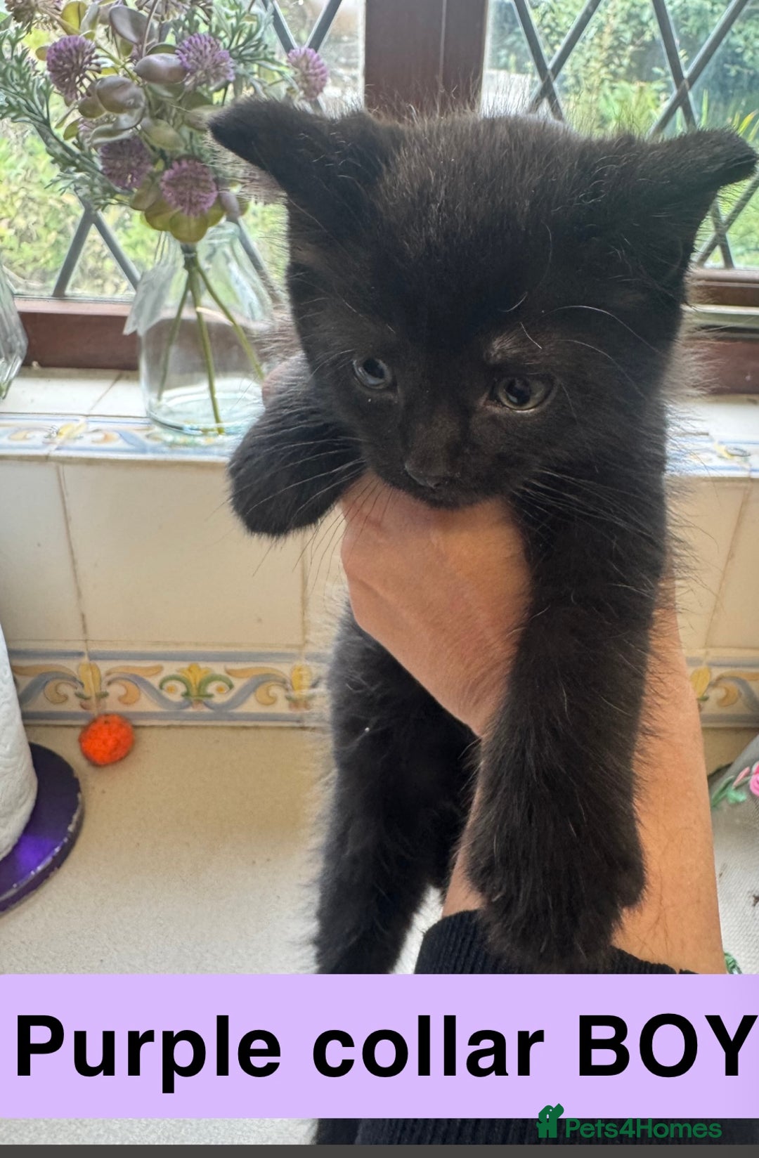 Mixed Breed cats for sale: Male kitten - Image 3