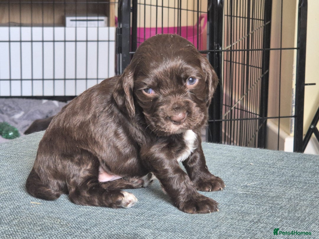 Cocker Spaniel dogs for sale: Working cocker spaniel puppies - Image 14
