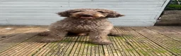 Labradoodle dogs for stud: Labradoodle for Stud in Chesterfield - Advert 4
