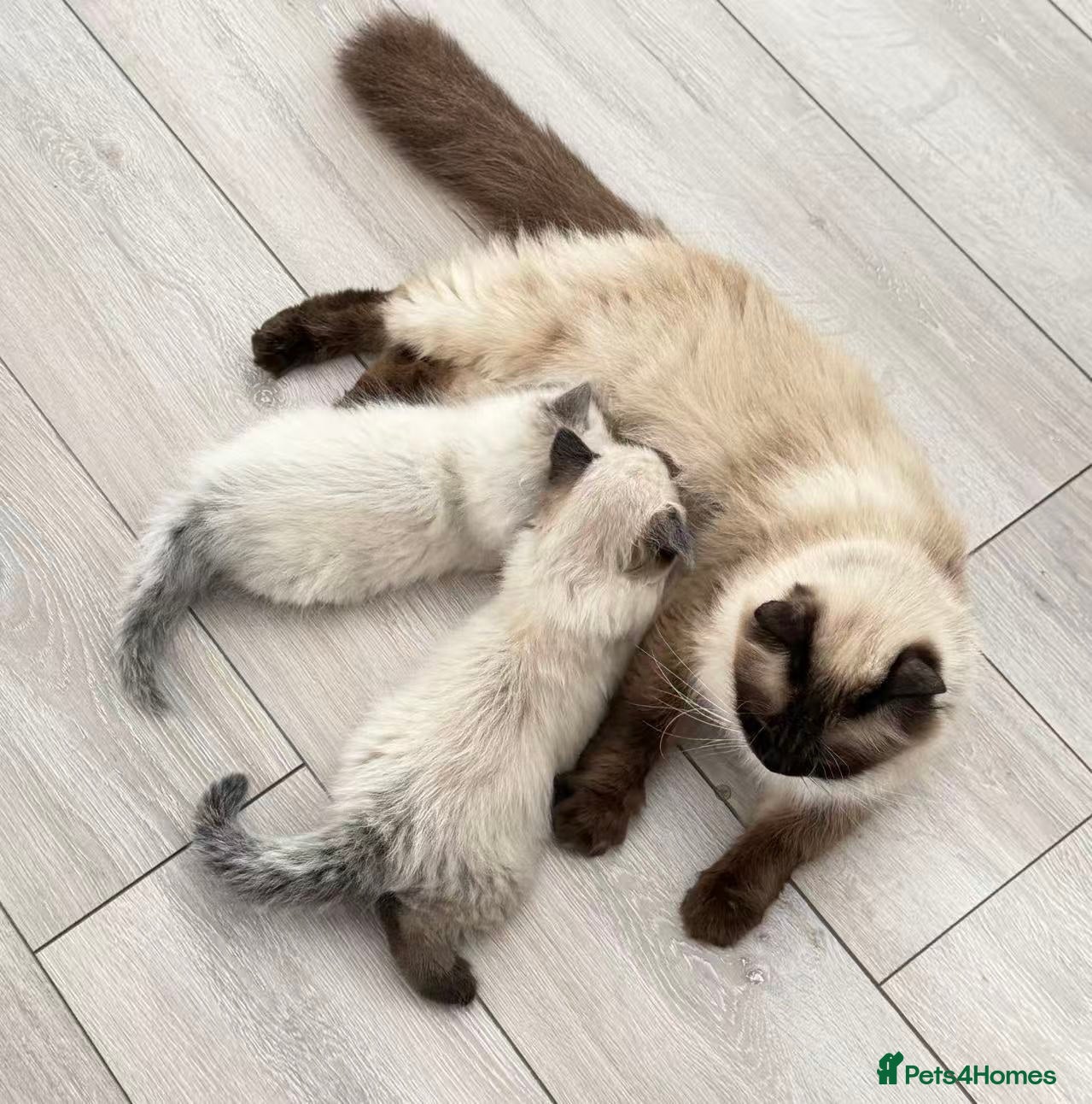 Ragdoll cats for sale: 🐾Stunning Ragdoll Kittens🧬DNA🏆ChampParents🐾 - Advert 3