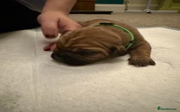 Cane Corso dogs for sale: Large Cane Corso pups - Advert 4