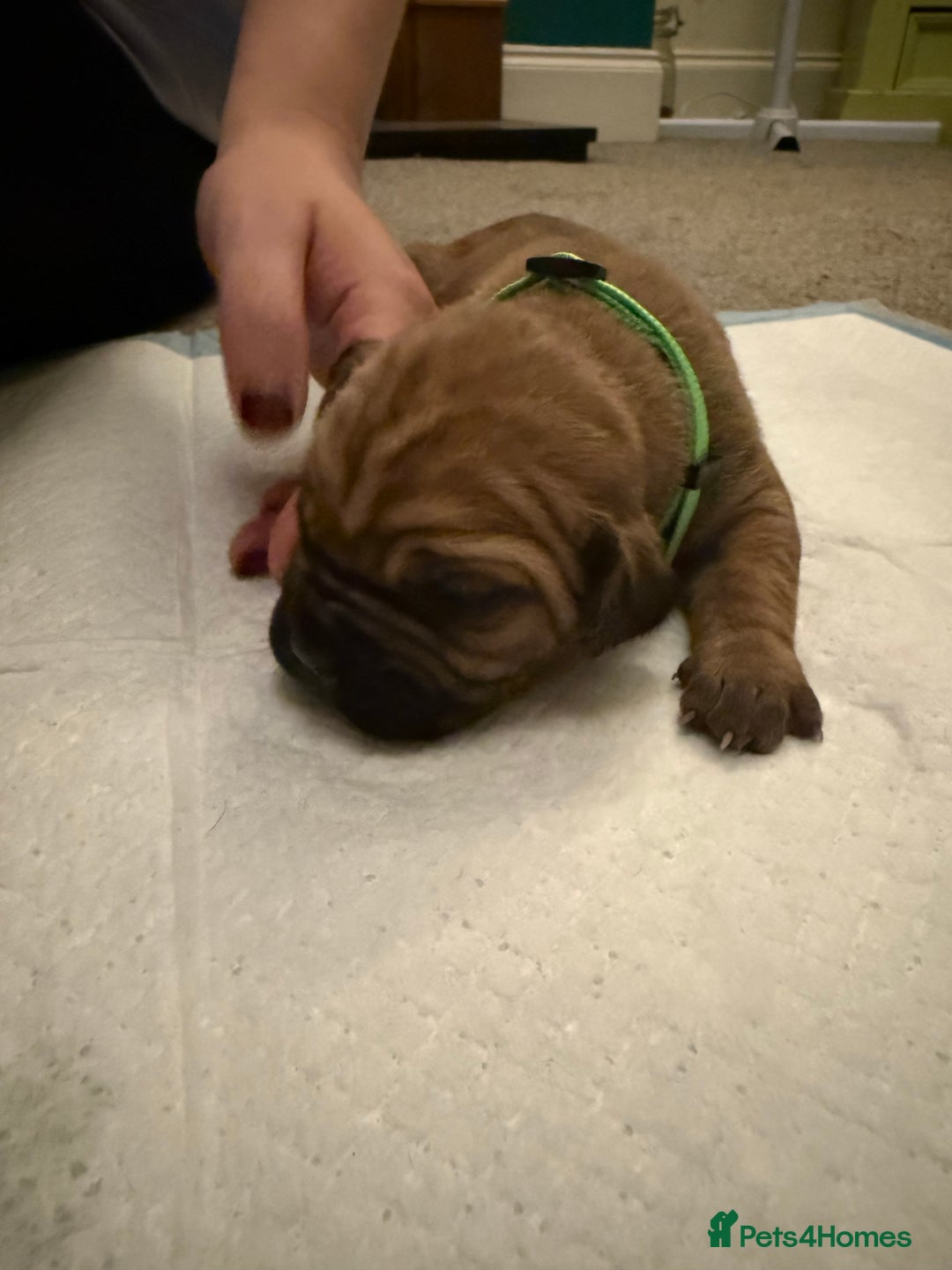 Cane Corso dogs for sale: Large Cane Corso pups - Advert 4