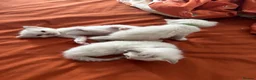 Ragdoll cats for sale: Ragdoll Kittens in Brighton - Advert 23