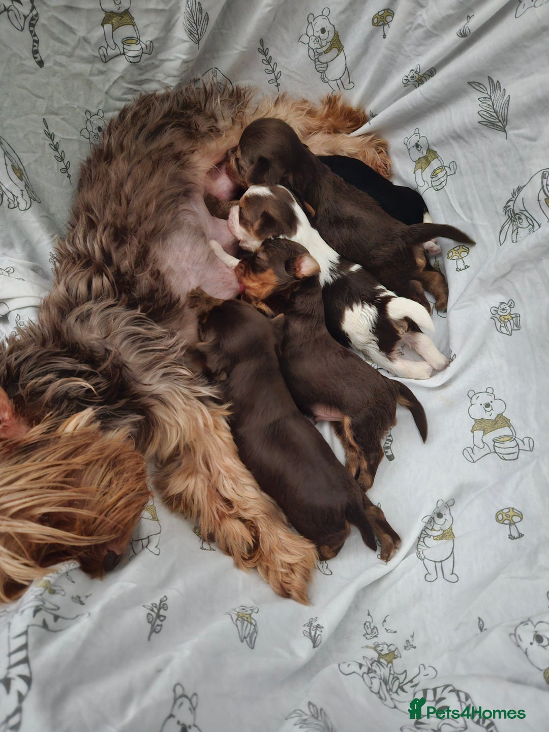 Yorkshire Terrier dogs for sale: 🩵 DNA tested parents 🩵 Chocolate and Tan boy - Image 5