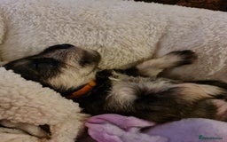 Miniature Schnauzer dogs for sale: Beautiful KC Reg. Miniature Schnauzer Puppies - Advert 1