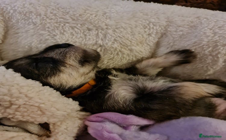 Miniature Schnauzer dogs Beautiful KC Reg. Miniature Schnauzer Puppies - Advert 3