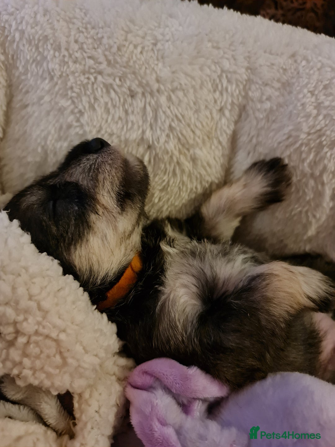 Miniature Schnauzer dogs for sale: Beautiful KC Reg. Miniature Schnauzer Puppies - Advert 1