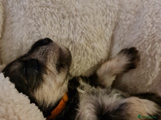 Miniature Schnauzer dogs for sale: Beautiful KC Reg. Miniature Schnauzer Puppies - Advert 1