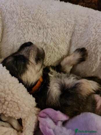 Miniature Schnauzer dogs Beautiful KC Reg. Miniature Schnauzer Puppies - Advert 1
