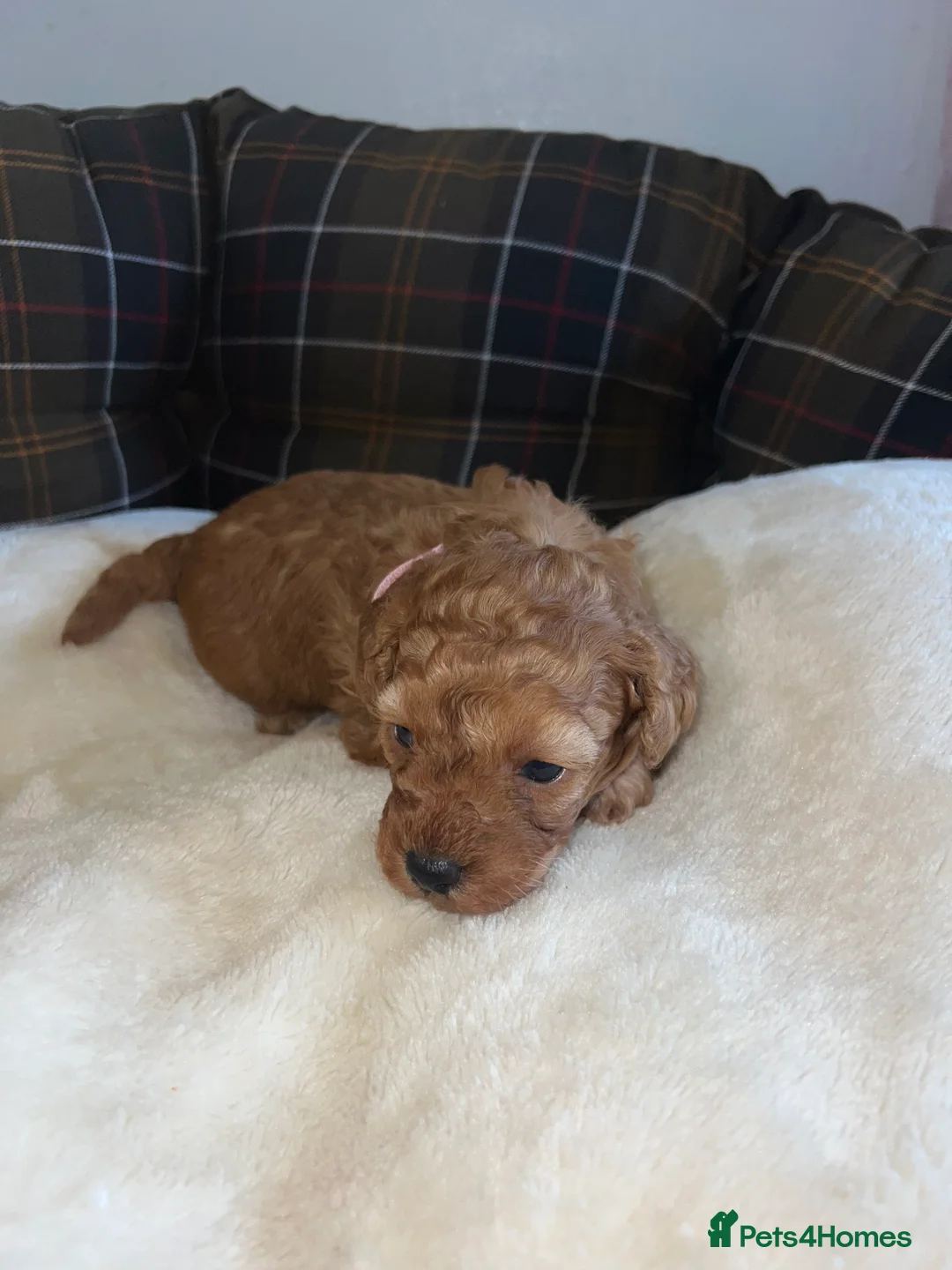 Poodle dogs for sale: 🐶🐶🐶TOY POODLES for sale🐶🐶🐶 - Advert 24