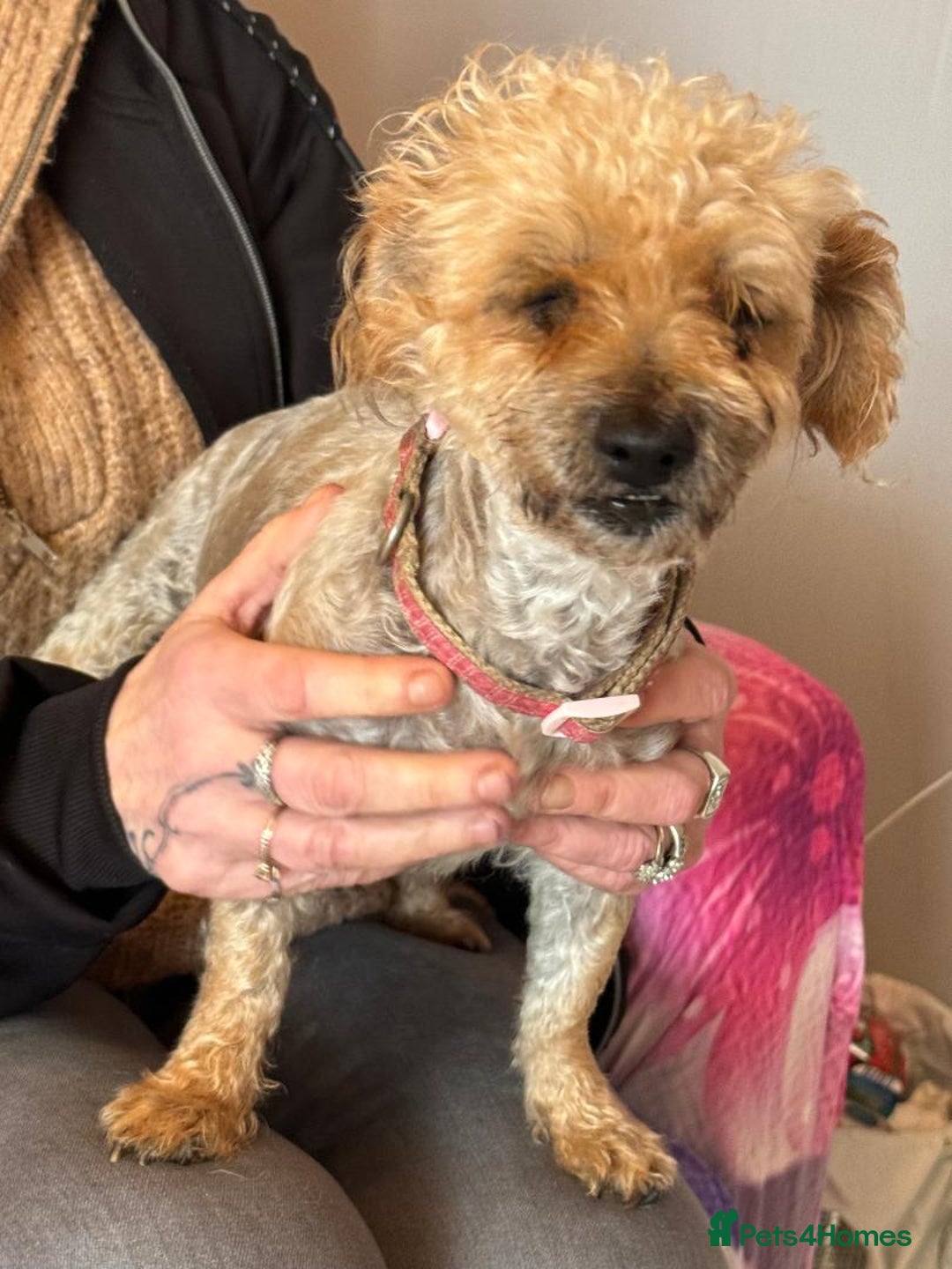 Pomapoo dogs for sale: 4 Beautiful, Friendly, Lovable little puppies for - Advert 7