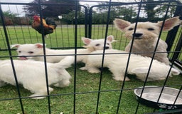 West Highland Terrier dogs for sale: West highland terrier  - Image 10