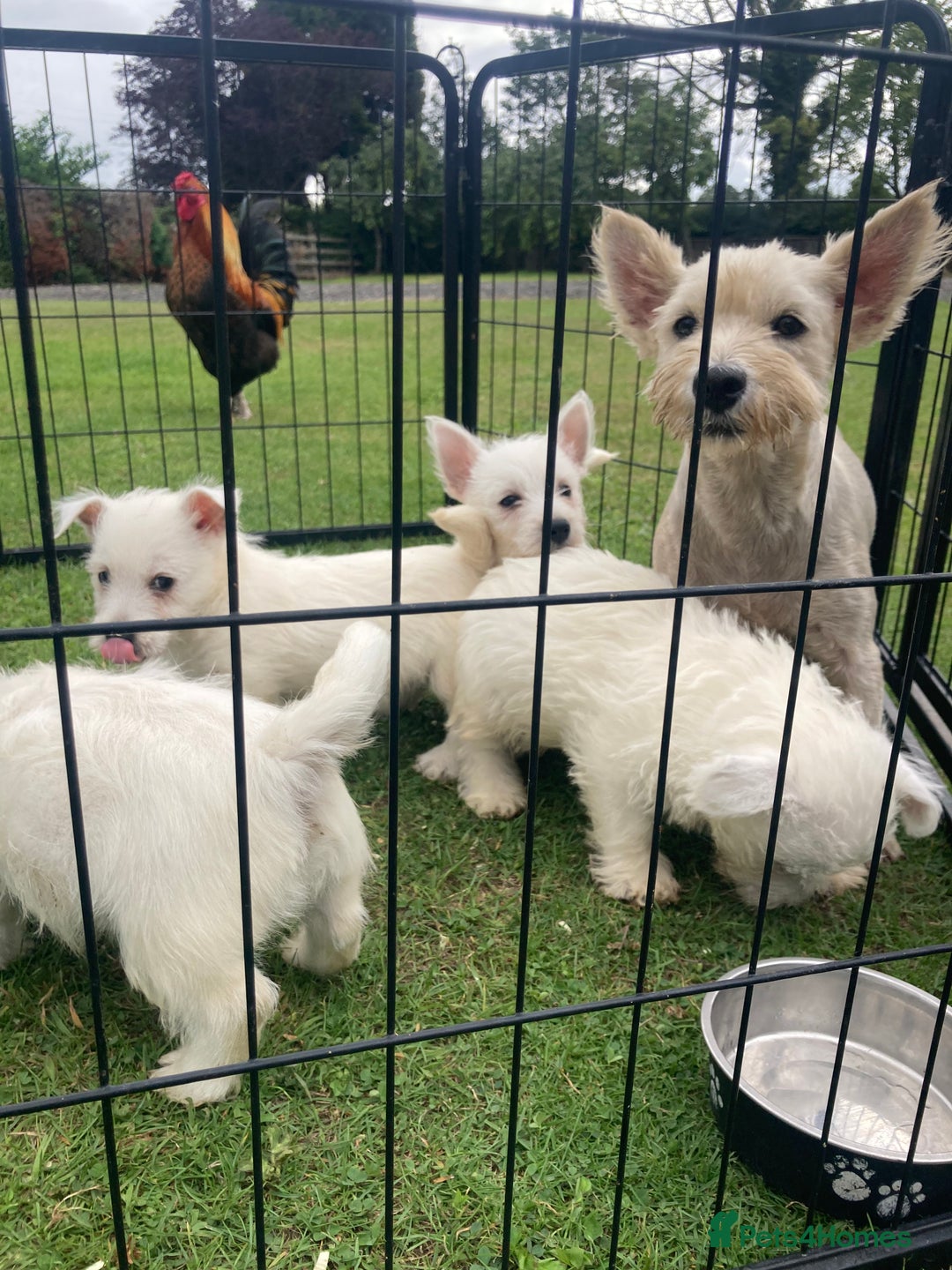 West Highland Terrier dogs for sale: West highland terrier  - Image 10