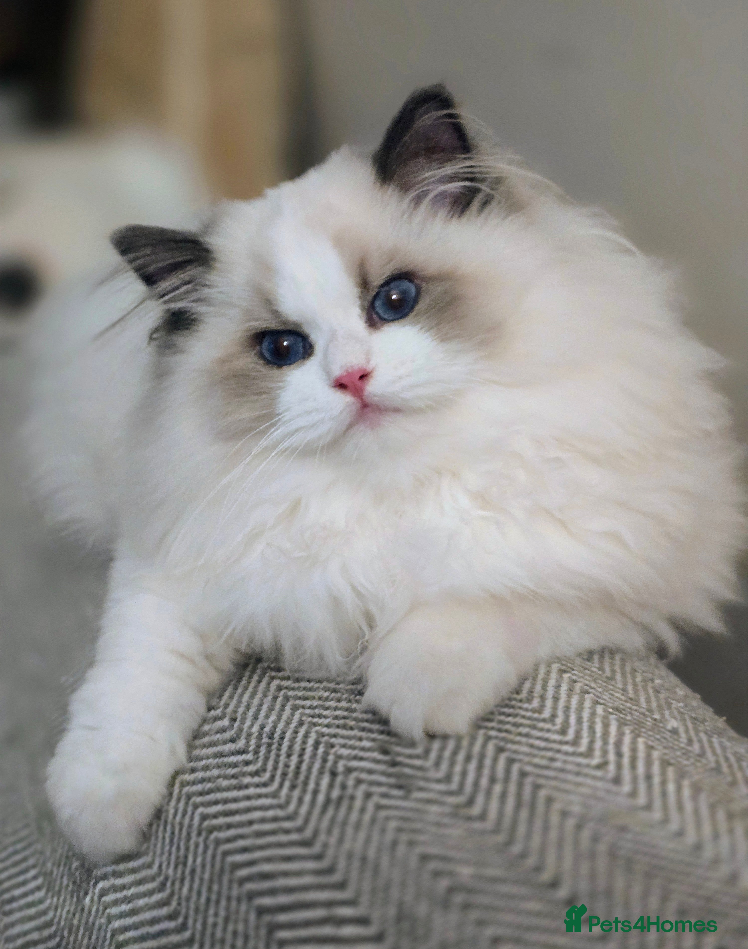 Ragdoll cats Stunning Pedigree Ragdoll Kittens ✨️Ready✨️ - Advert 2