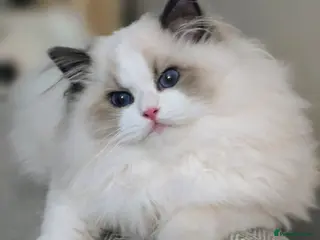 Ragdoll cats Stunning Pedigree Ragdoll Kittens ✨️Ready✨️ - Advert 11