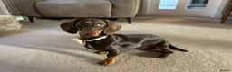 Miniature Dachshund dogs for sale: Miniature Dachshund Female Six Month Old  in Alloa - Advert 2
