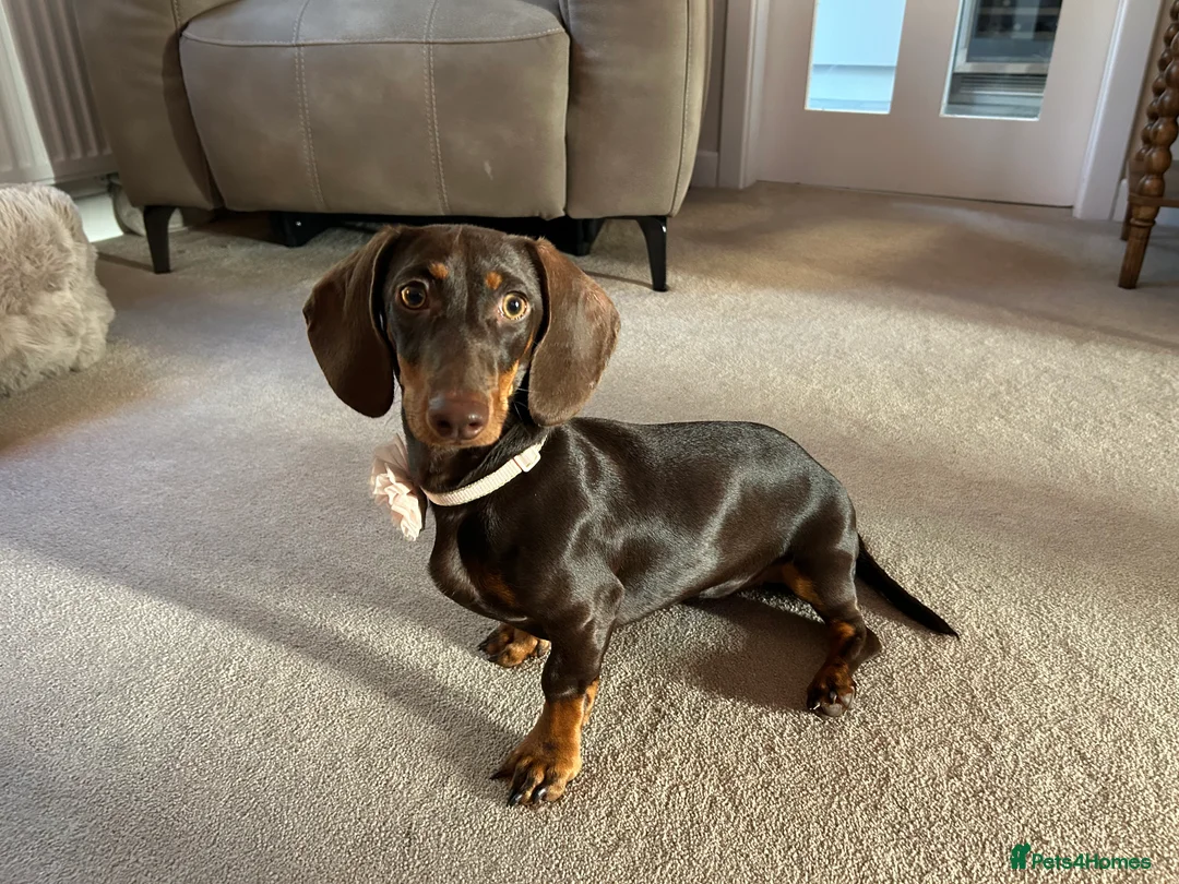 Miniature Dachshund dogs for sale: Miniature Dachshund Female Six Month Old  in Alloa - Advert 2