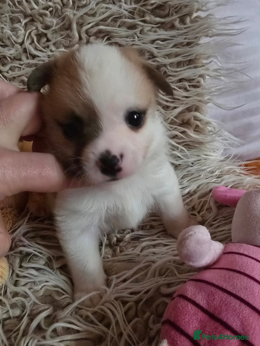 Pomchi dogs for sale: Beautiful Pomchi Puppy's ❤️  - Advert 16