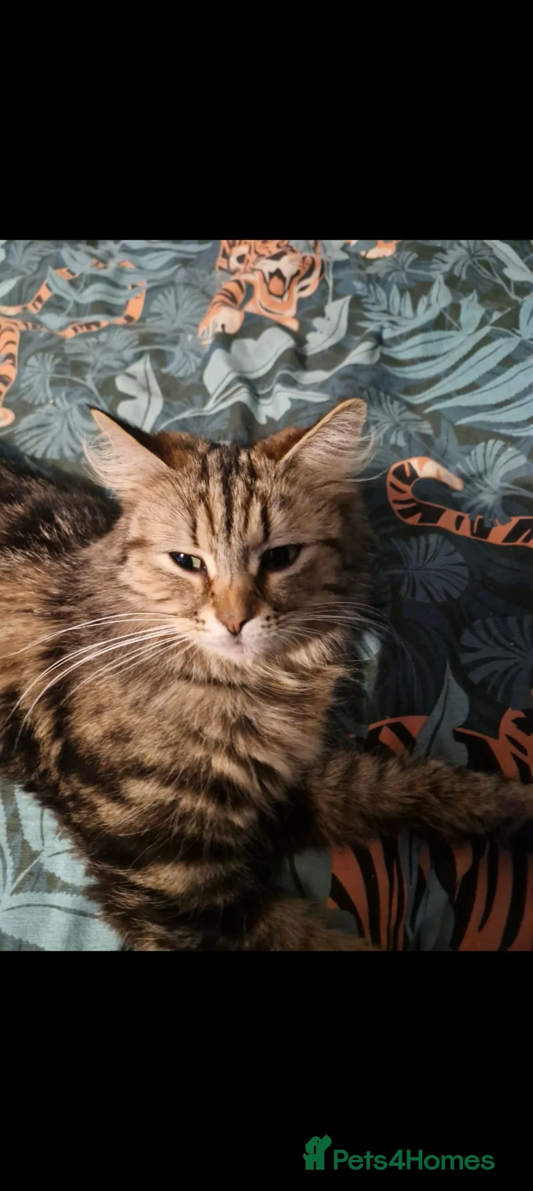 Maine Coon cats for sale: Maine coon kittens  - Advert 5