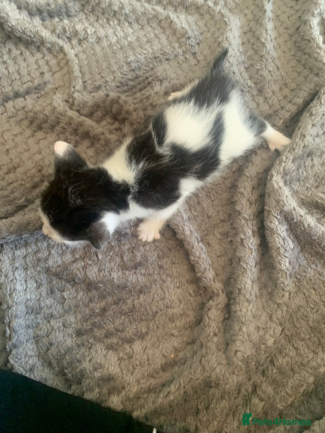 British Shorthair cats for sale: 6 litter mixed domestic kittens  - Image 11