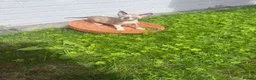 Cornish Rex cats for sale: Beautiful Cornish Rex’s ready for their new homes - Advert 12