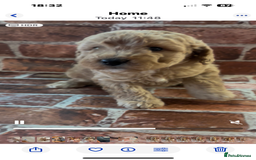 Cockapoo dogs for sale: Cockapoo Puppies – Well Socialised and beautiful  - Advert 3