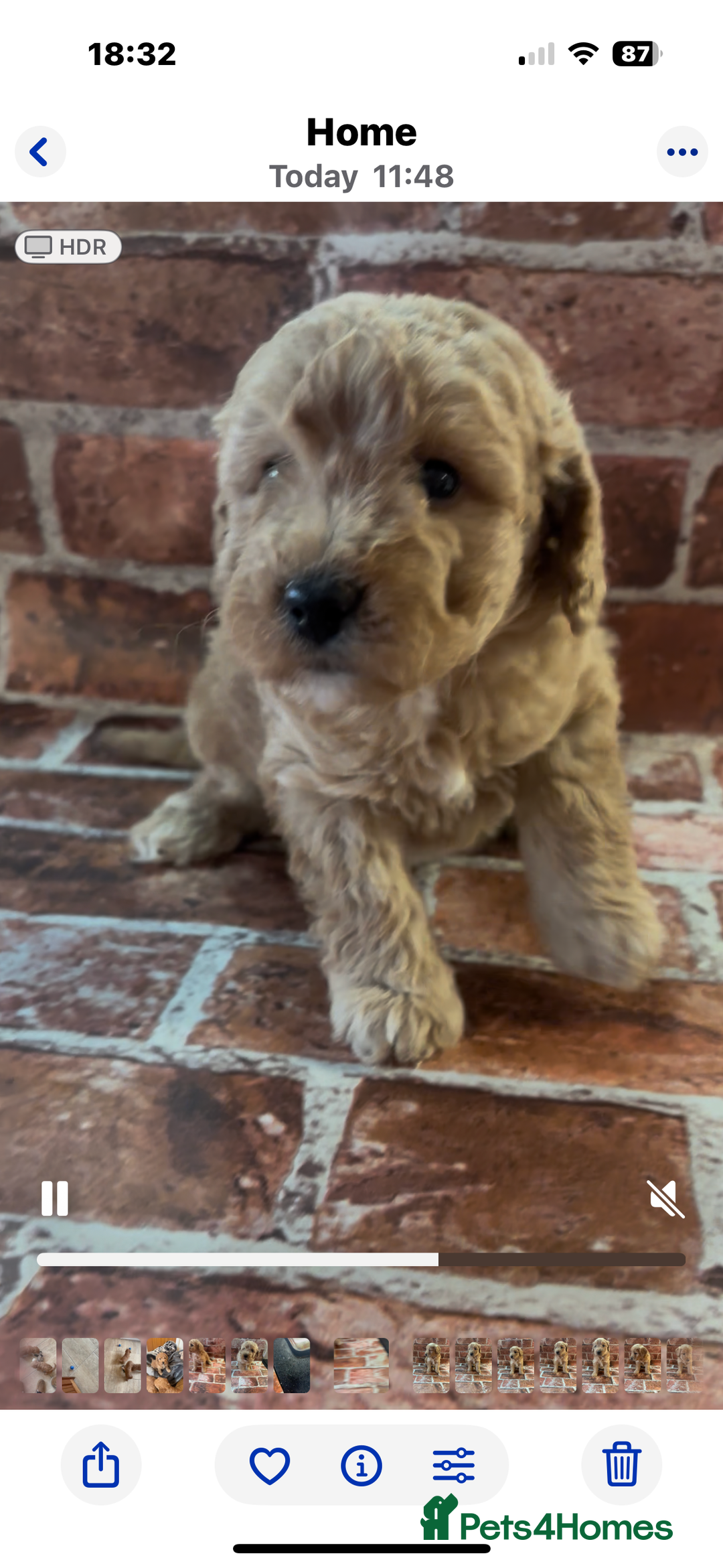 Cockapoo dogs for sale: Cockapoo Puppies – Well Socialised and beautiful  - Advert 3