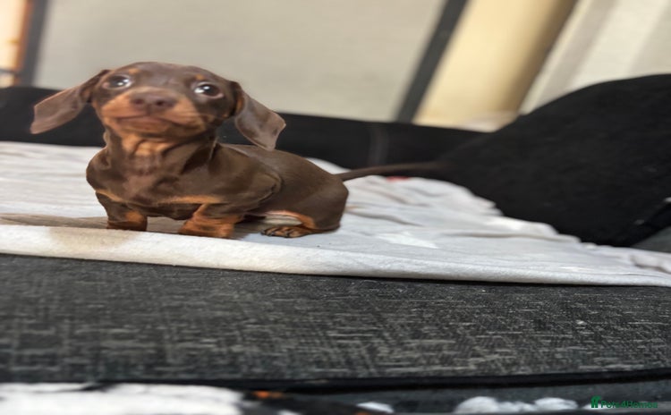 Miniature Dachshund dogs - Advert 2
