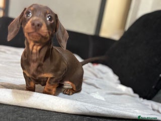 Miniature Dachshund dogs - Advert 1