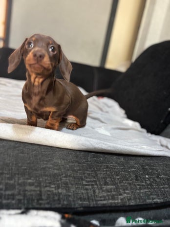 Miniature Dachshund dogs - Advert 2