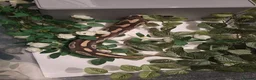 Python Snake reptiles for sale: Majova morph ball python female  - Advert 3